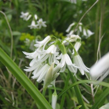 Ail d'ornement - Allium triquetrum