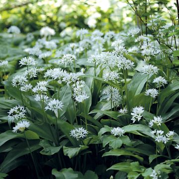 Ail des Ours - Allium ursinum en godet