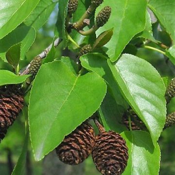 Aulne de Corse - Alnus cordata