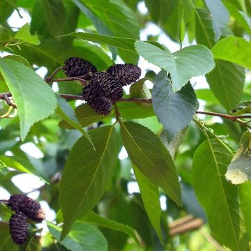 Alnus spaethii - Aulne de Spaeth