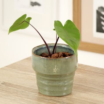 Alocasia Mayan mask - Oreille d'éléphant 