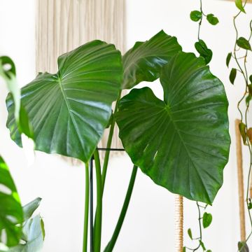 Alocasia Mayan mask - Oreille d'éléphant 