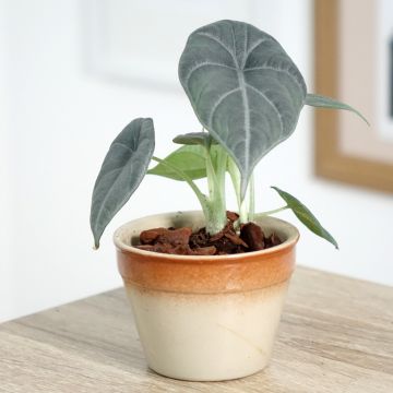 Alocasia Mayan mask - Oreille d'éléphant 