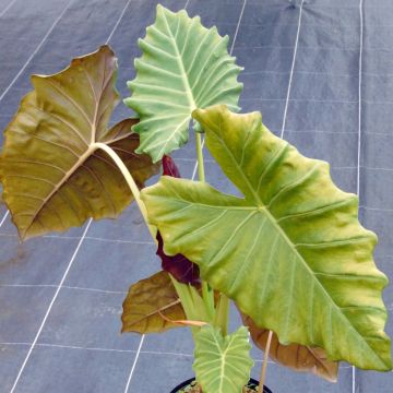 Alocasia Mayan mask - Oreille d'éléphant 