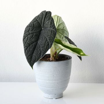 Alocasia Mayan mask - Oreille d'éléphant 