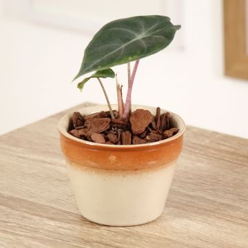 Alocasia Mayan mask - Oreille d'éléphant 