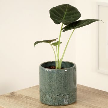 Alocasia Mayan mask - Oreille d'éléphant 