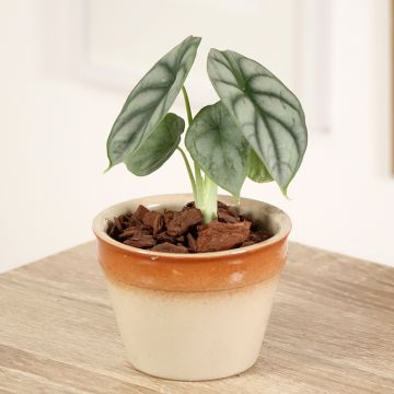 Alocasia Mayan mask - Oreille d'éléphant 