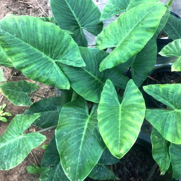 Alocasia macrorrhiza - Alocasia à grandes racines - Oreille d'éléphant