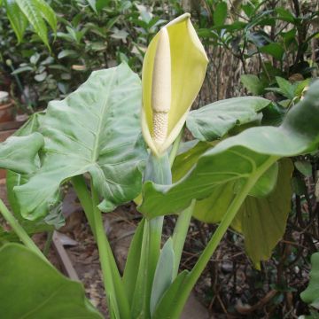 Alocasia macrorrhiza - Oreille d'éléphant