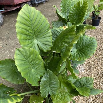 Alocasia macrorrhiza - Alocasia à grandes racines - Oreille d'éléphant