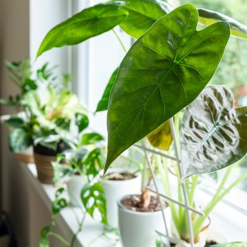 Alocasia Mayan mask - Oreille d'éléphant 