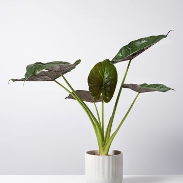 Alocasia Mayan mask - Oreille d'éléphant 