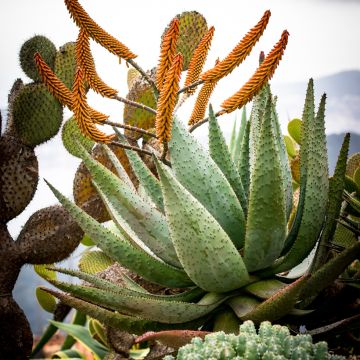 Aloe brevifolia - Aloès à feuilles courtes