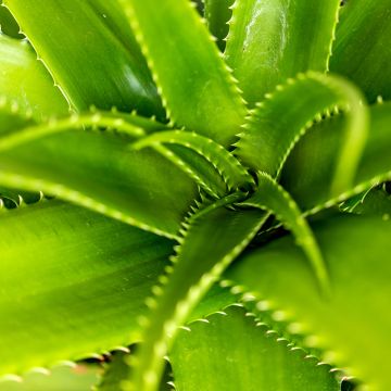 Aloe morogoroensis - Aloe bussei