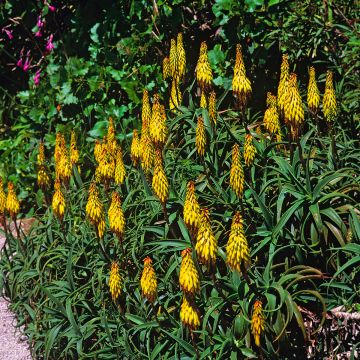 Aloe striatula - Aloès arbustif