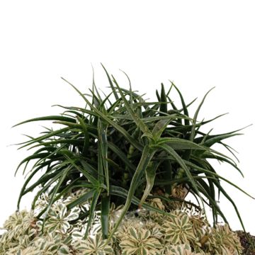 Aloe striatula ArticJungle - Aloès arbustif