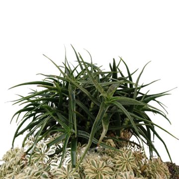 Aloe striatula - Aloès arbustif