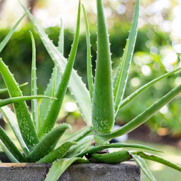 Aloe vera - Aloes des Barbades
