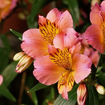 Alstroemère Inca Serin - Alstroemeria