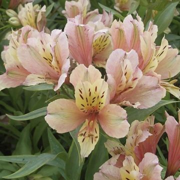 Alstroemère ou Alstroemeria Inca Ice