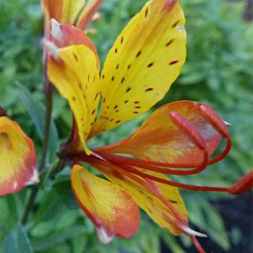 Alstroemeria  Sweet Laura - Lys des Incas