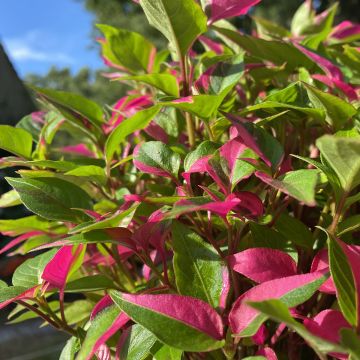 Alternanthera Purple Knight