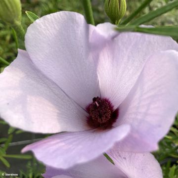 Alyogyne Delightfully - Hibiscus bleu d'Australie
