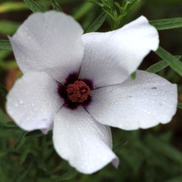 Alyogyne cuneiformis - Hibiscus d'Australie