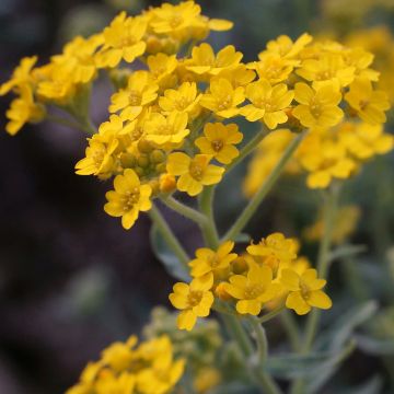 Alyssum argenteum - Alysson argenté