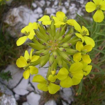 Alyssum montanum Berggold - Corbeille d'Or