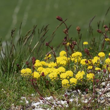 Alyssum montanum Berggold - Corbeille d'Or