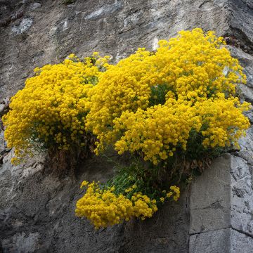 Alyssum saxatile Compactum - Corbeille d'Or