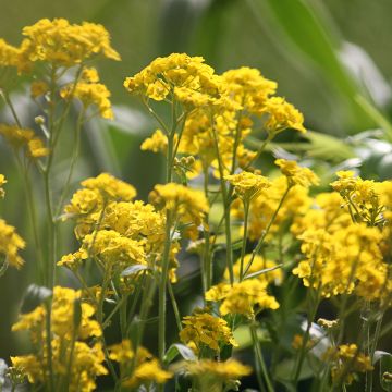 Alyssum saxatile Goldkugel - Corbeille d'Or à fleurs jaunes