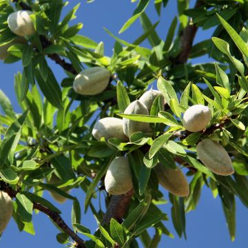 Amandier Aï Bio - Prunus dulcis