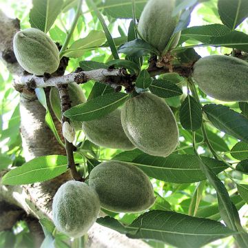Amandier Ferraduel - Prunus amygdalus