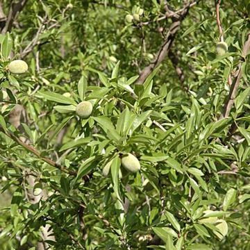 Amandier Ferragnes - Prunus amygdalus