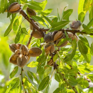 Amandier - Prunus dulcis Buisson en pot de 4l/5l