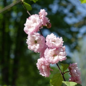 Amandier à fleurs - Amandier de Chine - Prunus triloba Multiplex