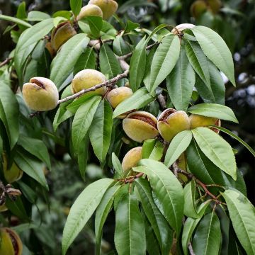 Amandier nain autofertile Fruit me Almond me - Prunus dulcis