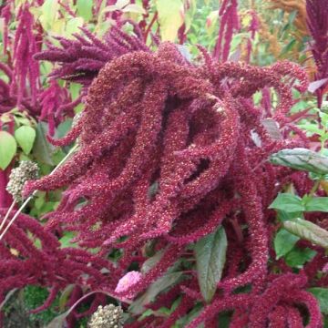 Amaranthe Oeschberg A. Cruentes
