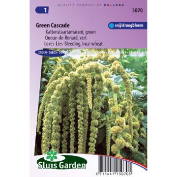 Amaranthus Green Cascade - Queue de Renard vert