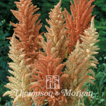 Graines d'Amaranthus paniculatus Autumn Palette - Amarante gigantesque