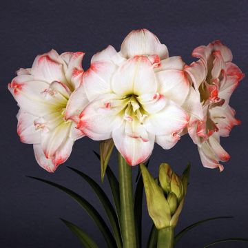 Amaryllis Amadeus Candy - Hippeastrum