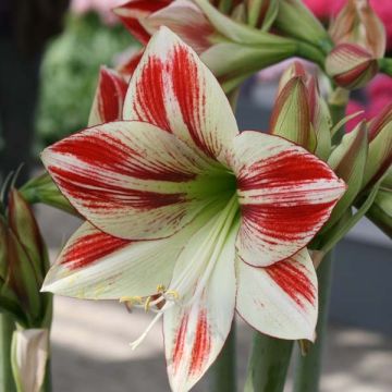 Amaryllis Ambiance