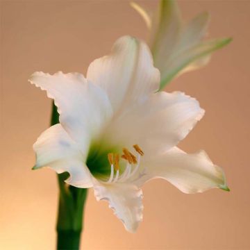 Amaryllis Amputo