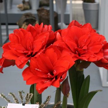 Amaryllis double Dragon