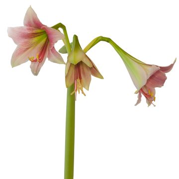 Amaryllis Exotic Star