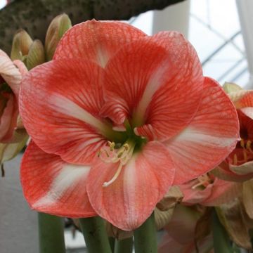 Amaryllis Faro*