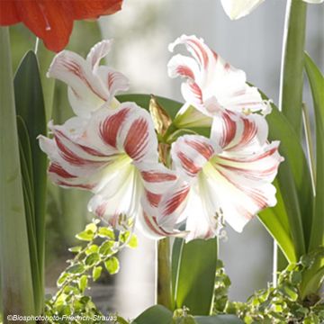 Amaryllis Flaming Striped - Hippeastrum blanc strié de rouge.